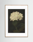 Timeless Hydrangea Bloom Wall Art Oak Nature White