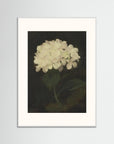 Timeless Hydrangea Bloom Wall Art White Wood Freja