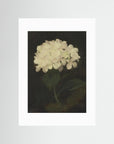 Timeless Hydrangea Bloom Wall Art No Frame White