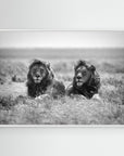 Two kings by Nicolás Merino White