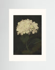 Timeless Hydrangea Bloom Wall Art No Frame Freja