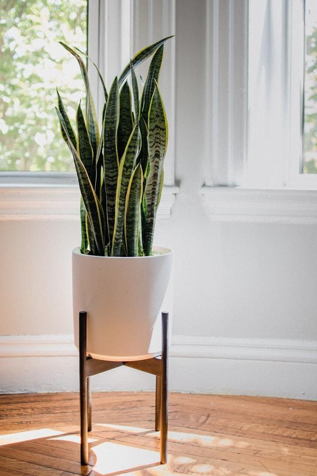 The Best Low-maintenance Indoor Plants. - Apartment No.3