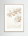 Peach Tree Botanical Art Print Oak Nature White