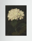 Timeless Hydrangea Bloom Wall Art No Frame No border