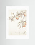 Peach Tree Botanical Art Print No Frame White