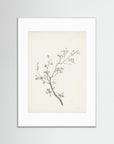 Floral Branch Sketch Wall Art White Wood White