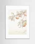 Peach Tree Botanical Art Print White Wood White