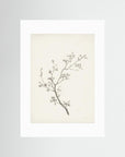 Floral Branch Sketch Wall Art No Frame White