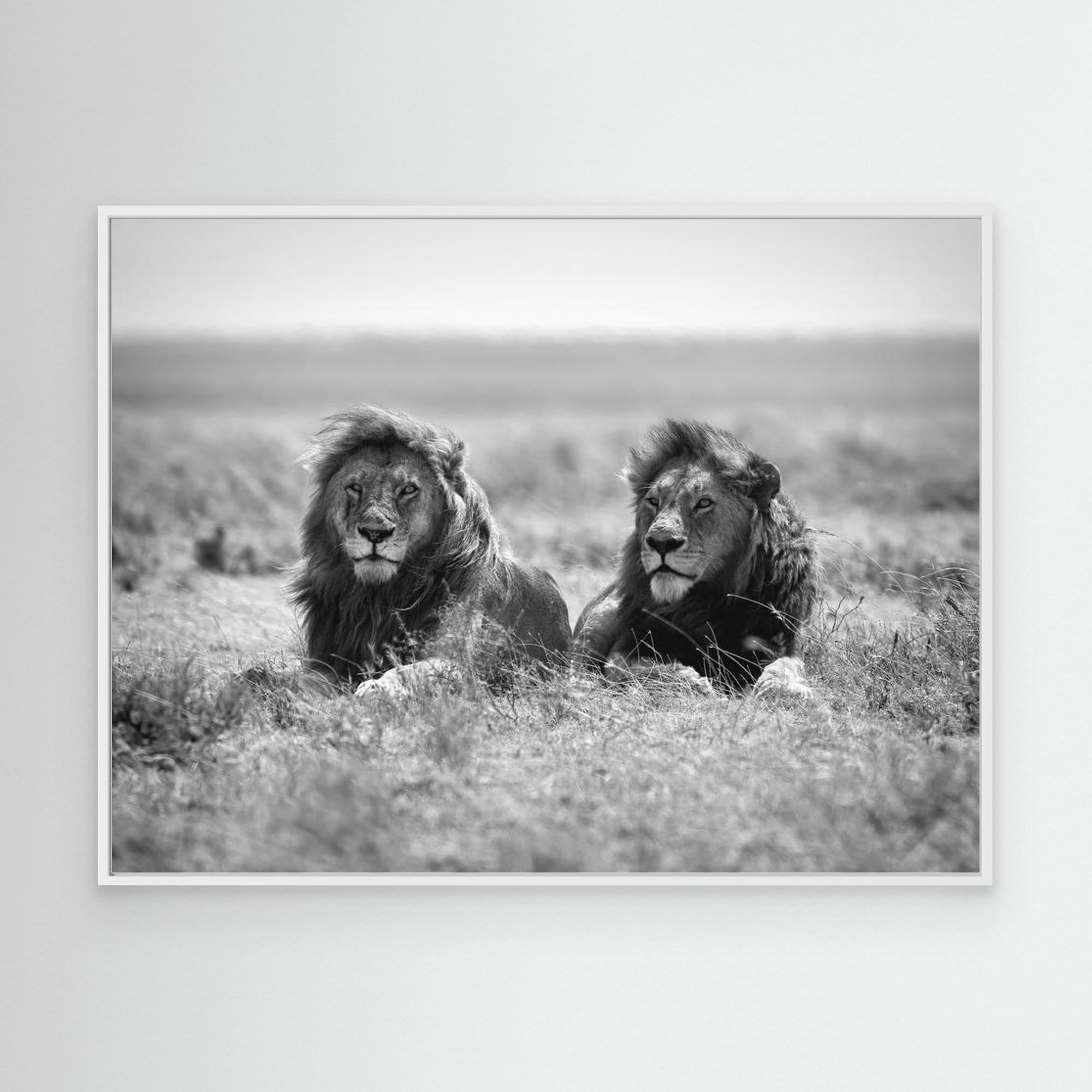 Two kings by Nicolás Merino White