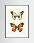 Butterfly Illustration Fine Art Print Black Wood White
