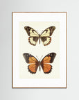 Butterfly Illustration Fine Art Print Oak Nature White