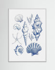 Shell Collage by Jolly And Dash White Wood No border