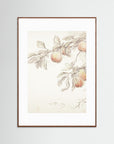 Peach Tree Botanical Art Print Oak Dark White