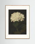 Timeless Hydrangea Bloom Wall Art Oak Nature Freja