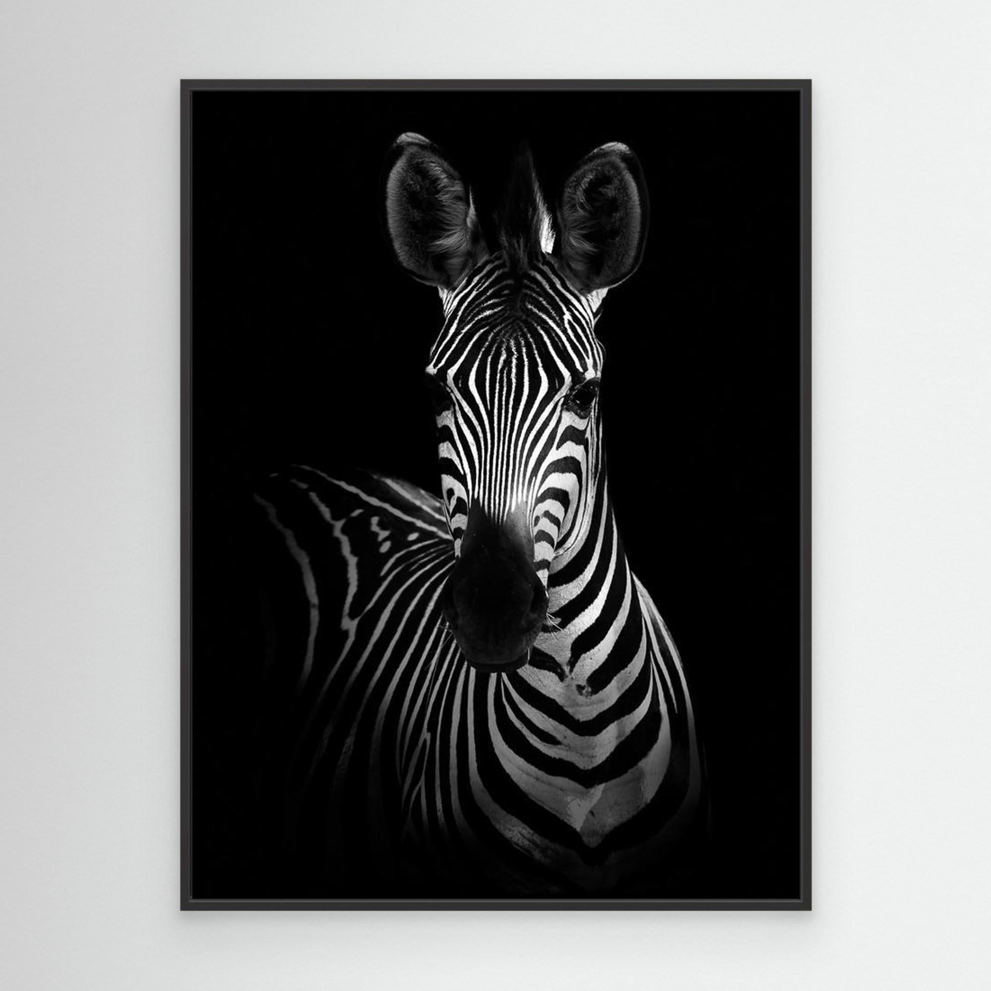 The Zebra by Wild Photo Art Black