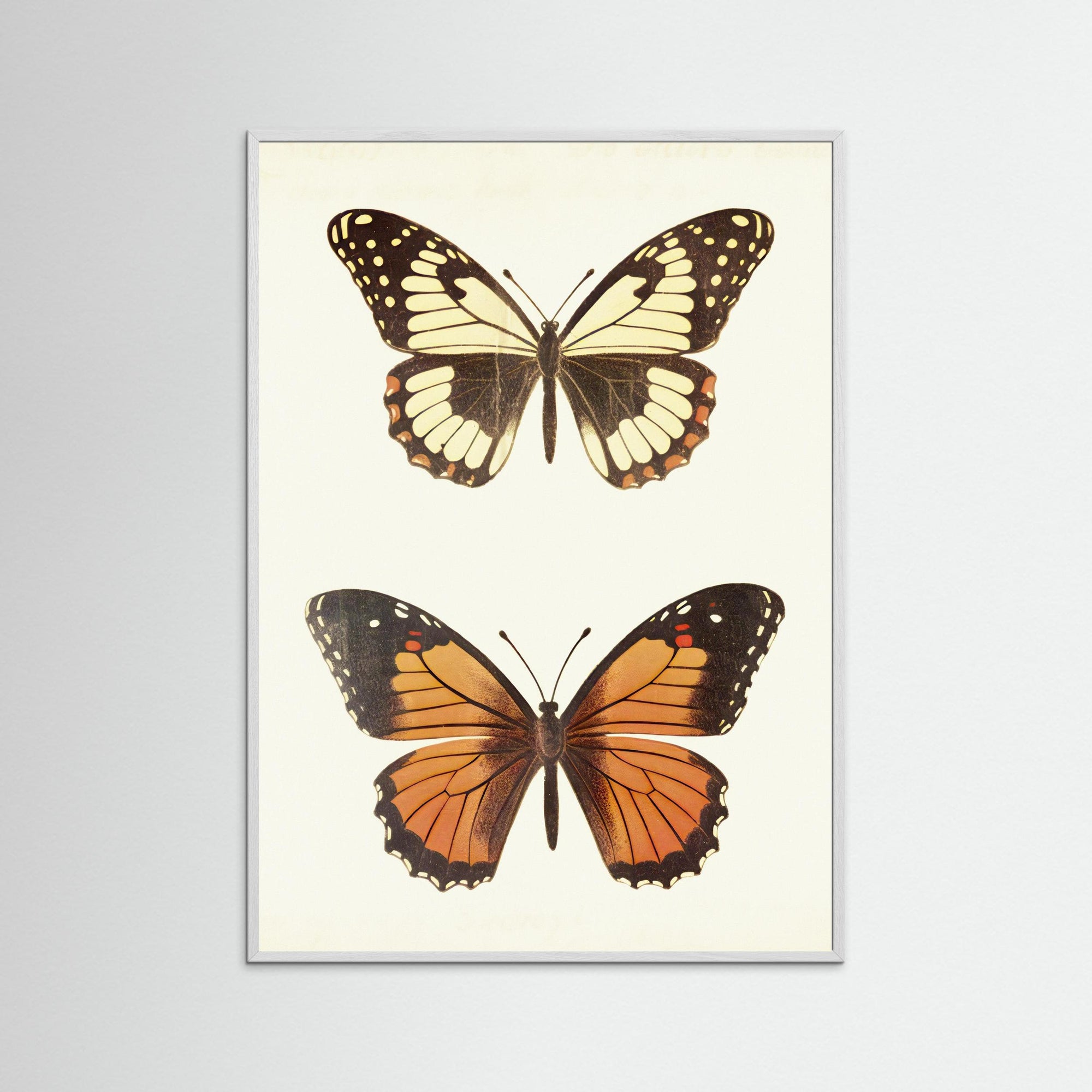 Butterfly Illustration Fine Art Print White Wood No border