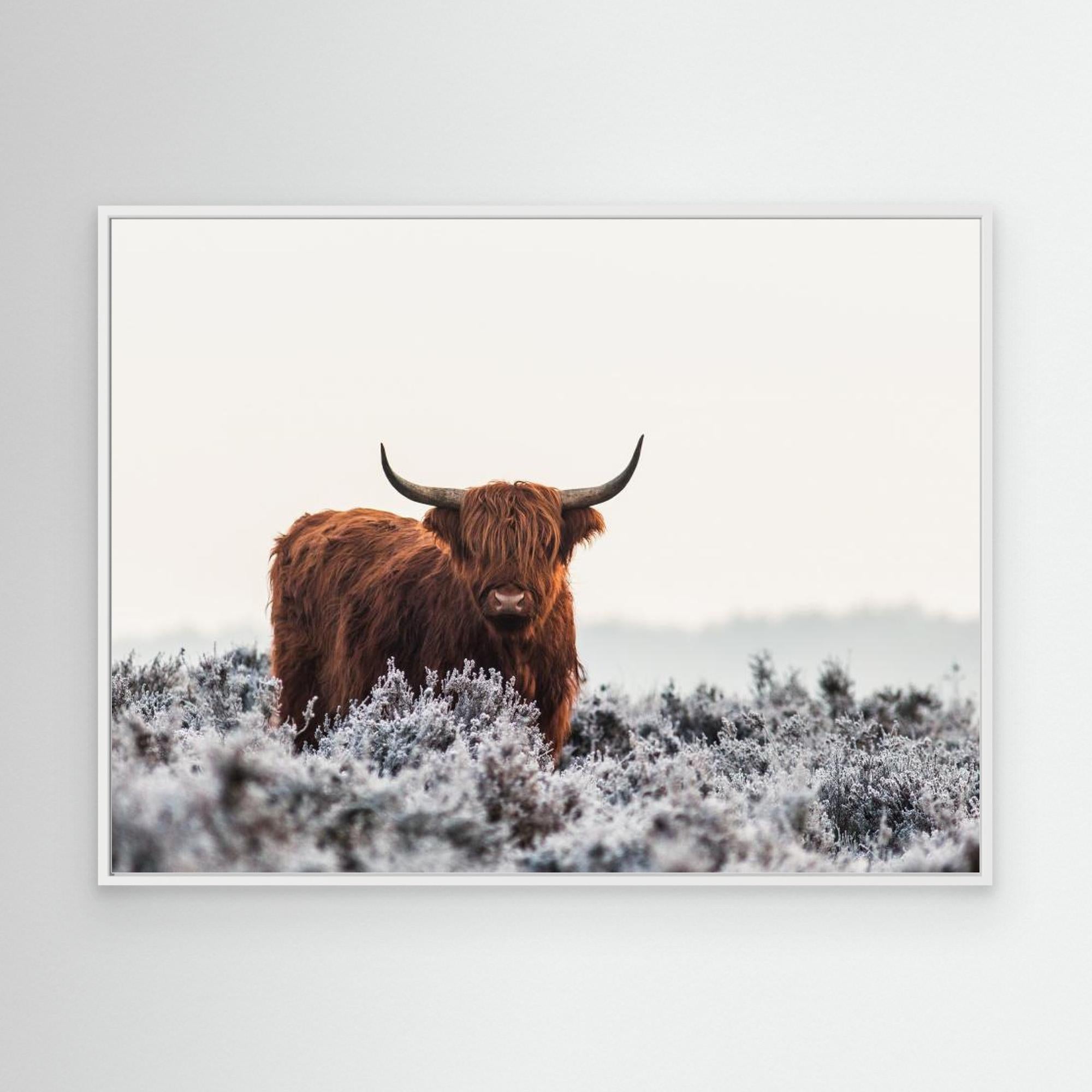 Highlander by Jaap Van Den Helm White