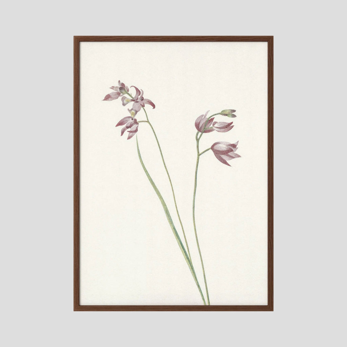 Pink Wildflower Botanical Study Vintage Wall Art Print Oak Dark No border
