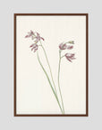 Pink Wildflower Botanical Study Vintage Wall Art Print Oak Dark No border