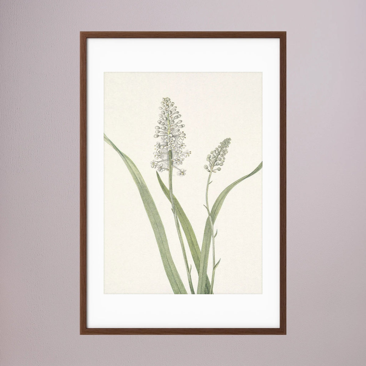 White Hyacinth Botanical Study Vintage Wall Art Print Oak Dark White