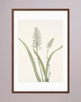 White Hyacinth Botanical Study Vintage Wall Art Print Oak Dark White