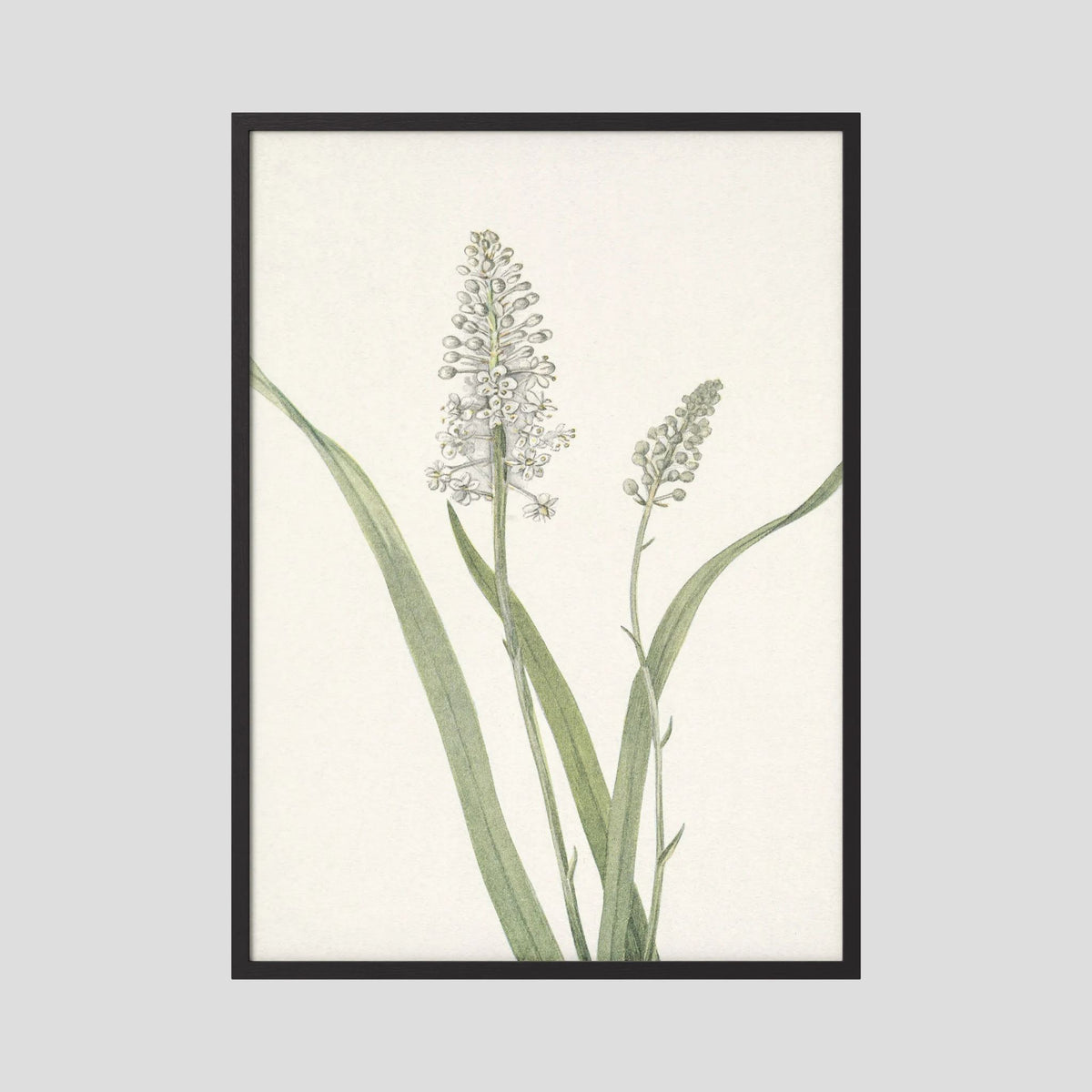 White Hyacinth Botanical Study Vintage Wall Art Print Black Wood No border