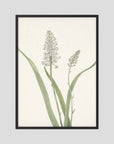 White Hyacinth Botanical Study Vintage Wall Art Print Black Wood No border