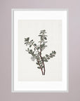 Green Berry Botanical Study Vintage Wall Art Print