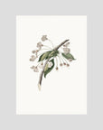 Delicate White Botanical Study Vintage Wall Art Print No Frame No border