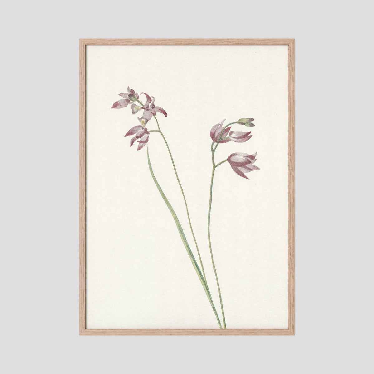Pink Wildflower Botanical Study Vintage Wall Art Print Oak Nature No border