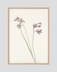 Pink Wildflower Botanical Study Vintage Wall Art Print Oak Nature No border