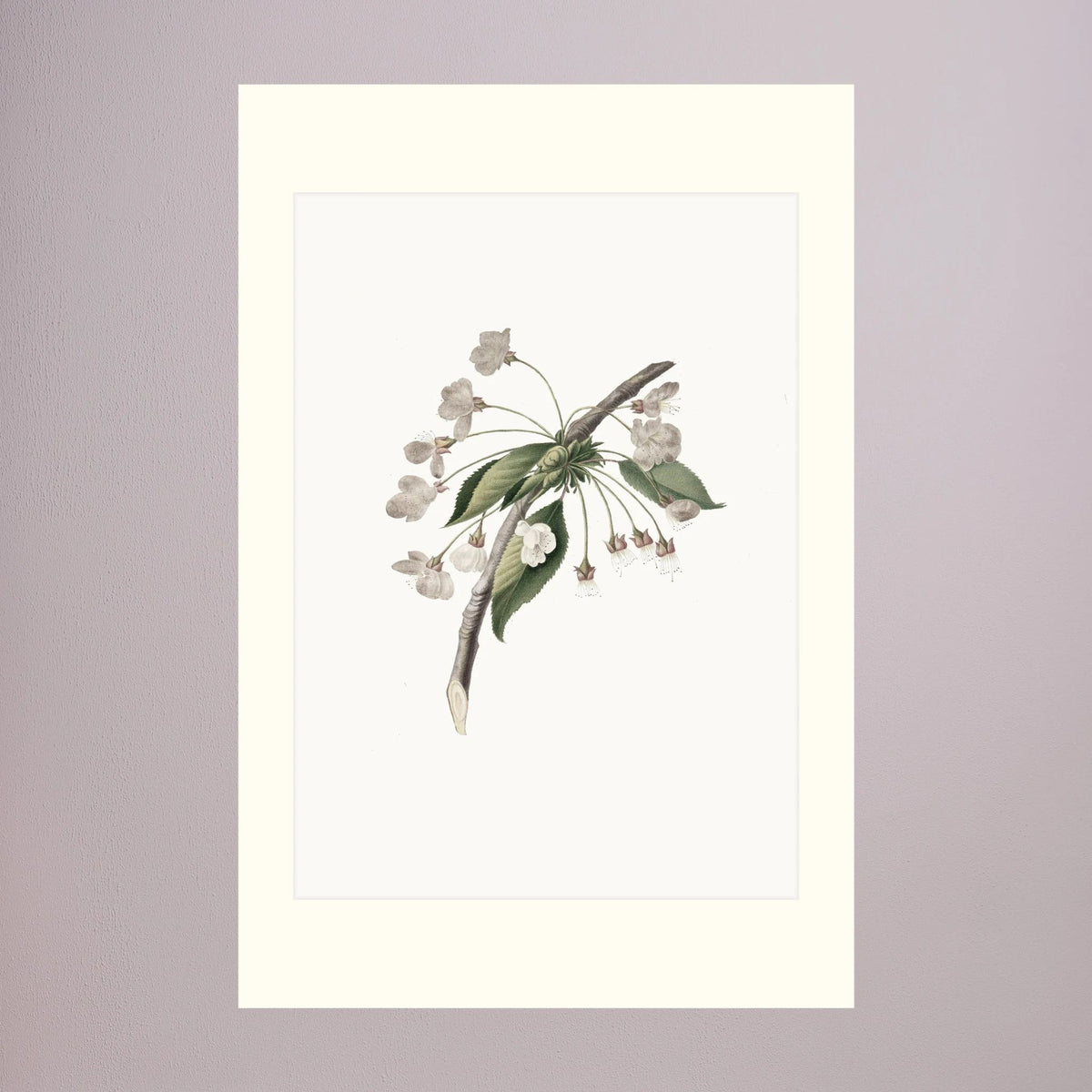 Delicate White Botanical Study Vintage Wall Art Print No Frame Freja