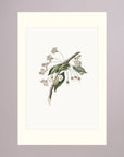 Delicate White Botanical Study Vintage Wall Art Print No Frame Freja