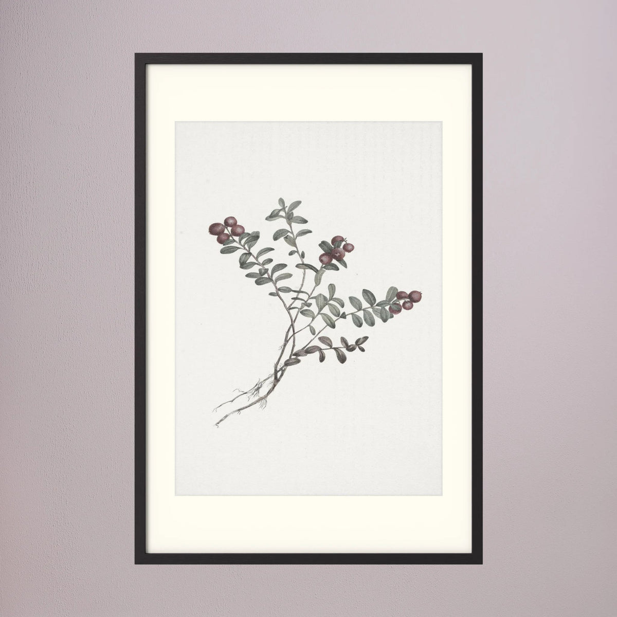 Red Berry Botanical Study Vintage Wall Art Print Black Wood Freja
