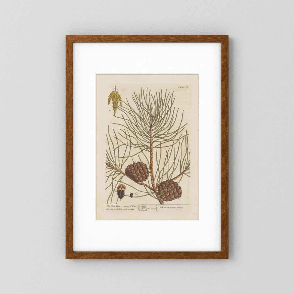 Vintage Pine Cone Botanical Art Print