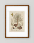 Vintage Pine Cone Botanical Art Print
