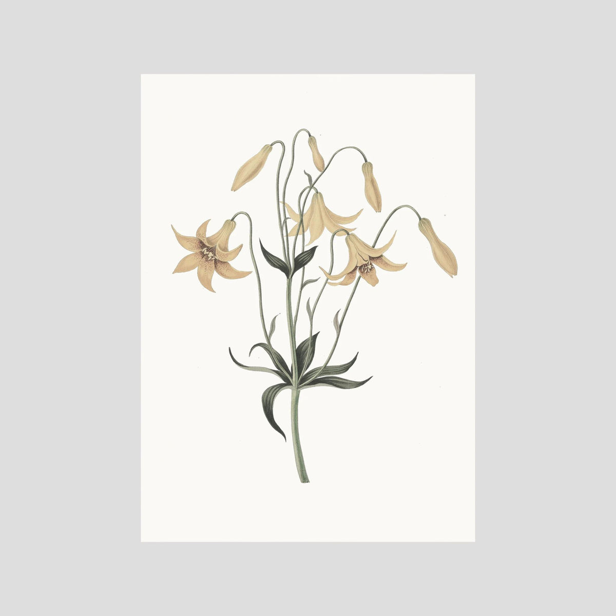 White Wildflower Botanical Study Vintage Wall Art Print No Frame No border