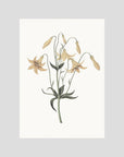 White Wildflower Botanical Study Vintage Wall Art Print No Frame No border