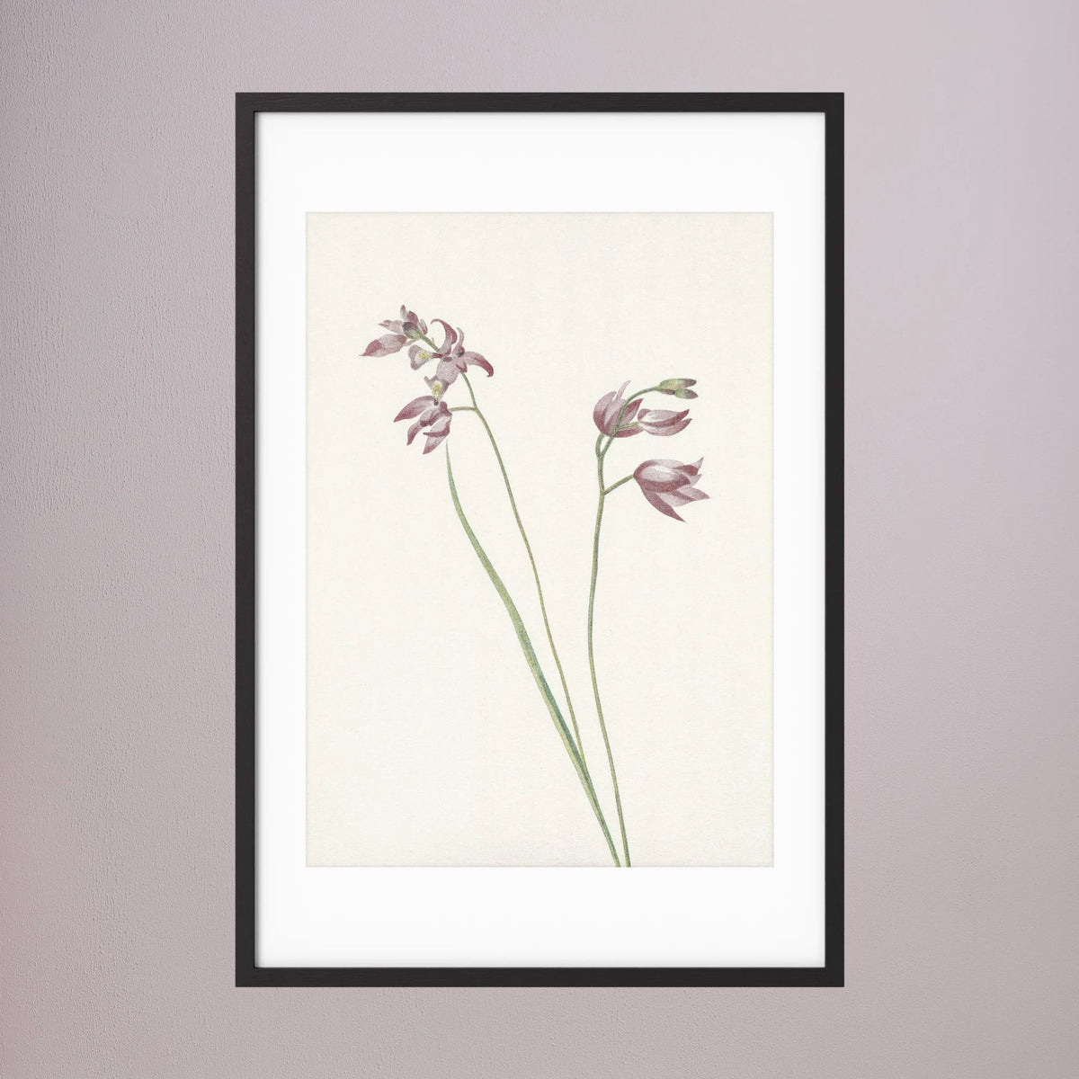 Pink Wildflower Botanical Study Vintage Wall Art Print Black Wood White