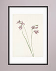 Pink Wildflower Botanical Study Vintage Wall Art Print Black Wood White