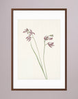 Pink Wildflower Botanical Study Vintage Wall Art Print Oak Dark White
