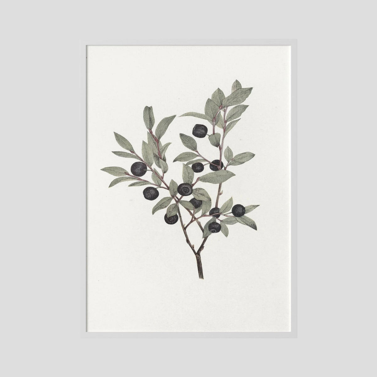 Olive Branch Botanical Study Vintage Wall Art Print White Wood No border