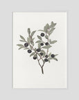 Olive Branch Botanical Study Vintage Wall Art Print White Wood No border