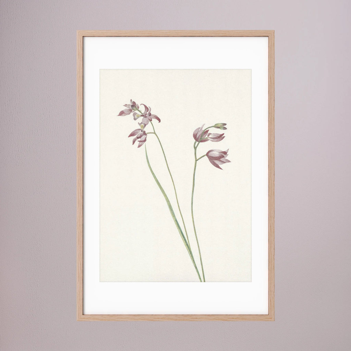 Pink Wildflower Botanical Study Vintage Wall Art Print Oak Nature White