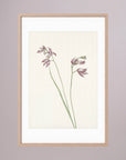 Pink Wildflower Botanical Study Vintage Wall Art Print Oak Nature White