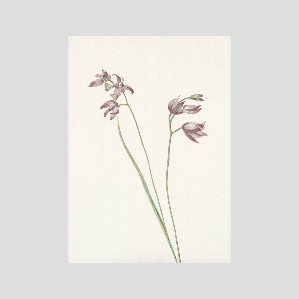 Pink Wildflower Botanical Study Vintage Wall Art Print No Frame No border