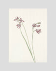 Pink Wildflower Botanical Study Vintage Wall Art Print No Frame No border