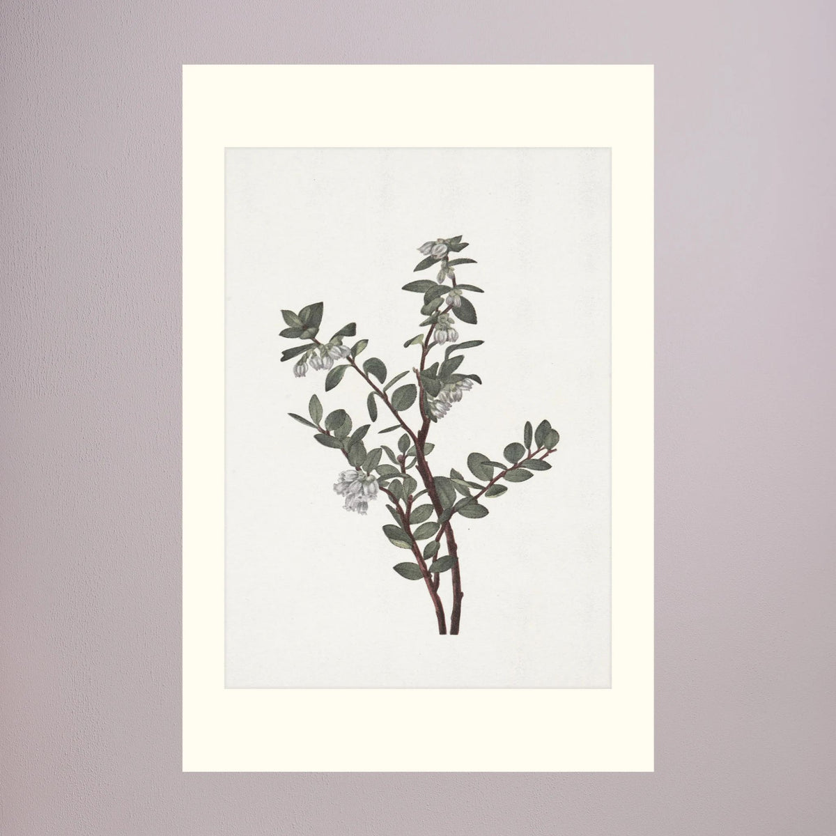 Green Berry Botanical Study Vintage Wall Art Print