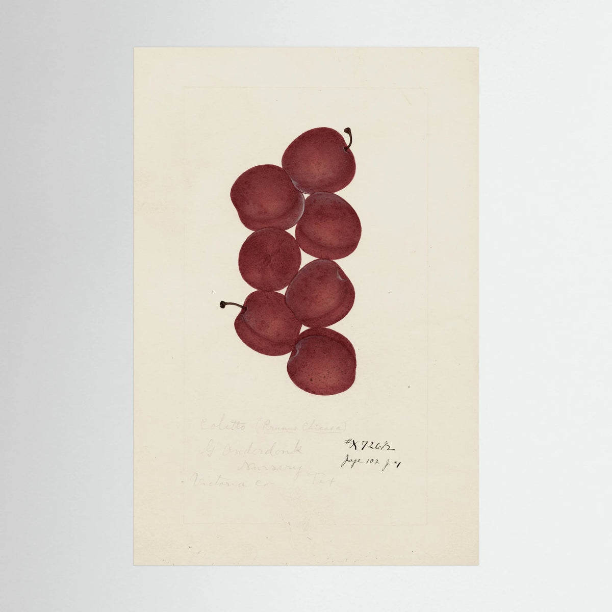 Vintage Red Plum Botanical Art Print