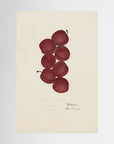 Vintage Red Plum Botanical Art Print